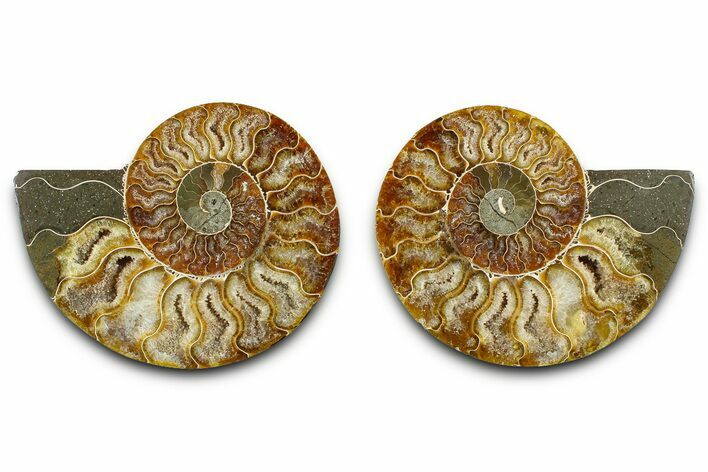Cut & Polished Ammonite Fossil - Madagascar #377530